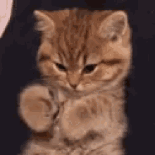 kitten
